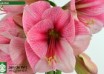 hippeastrum Purple Rain (2)